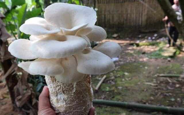 Bibit Jamur